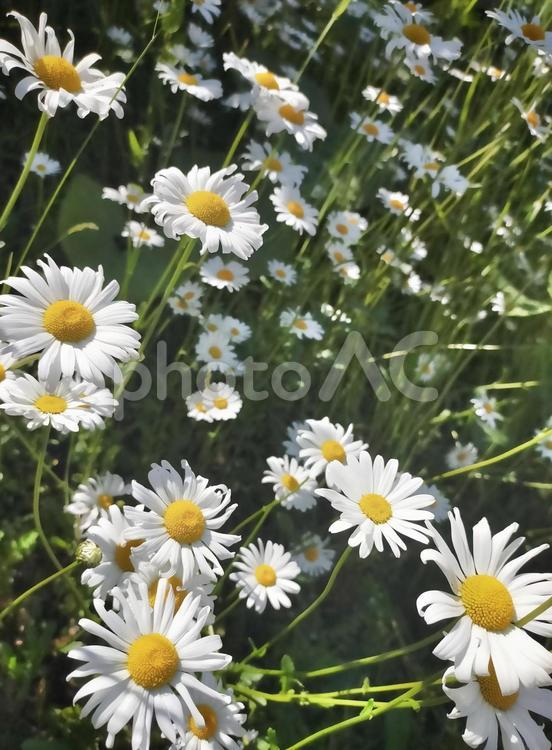 満開の白いマーガレット マーガレット,白い,ホワイトの写真素材
