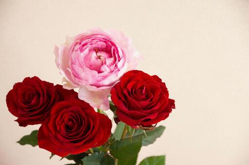 薔薇と芍薬 ばら,薔薇,赤い薔薇の写真素材