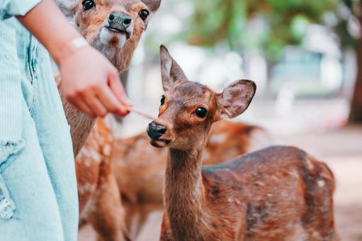 貴方は優しい 貴方は優しい 鹿,動物,保護の写真素材