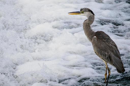 アオサギの狩り⑹ 鳥,野鳥,アオサギの写真素材