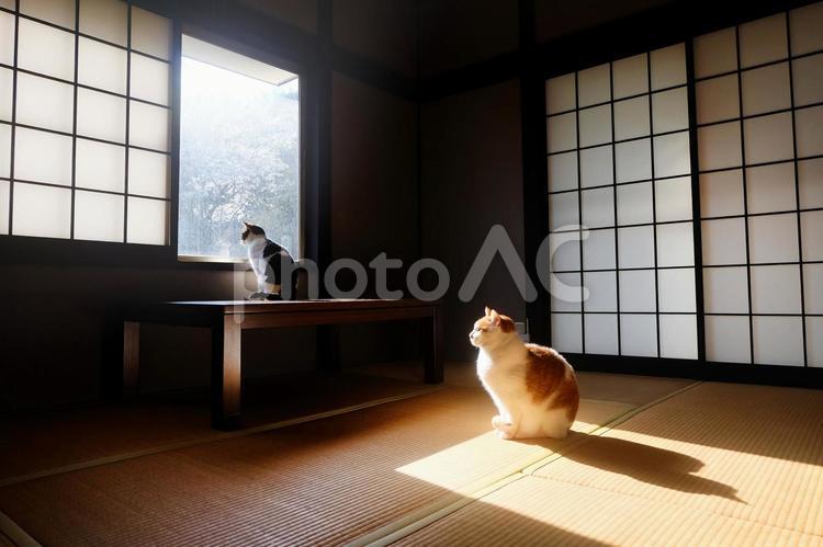 和室と猫_15 ねこ,猫画像,和室の写真素材
