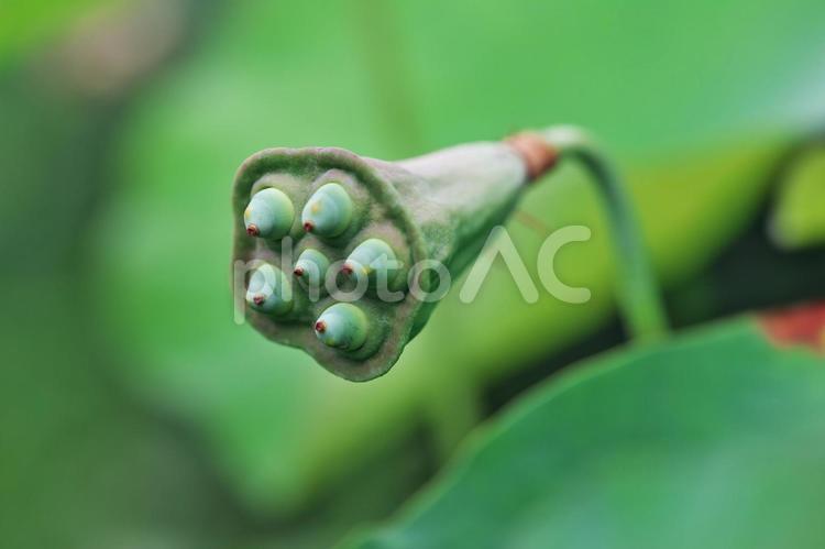 ハスの花托（果托） ハス,蓮,花托の写真素材