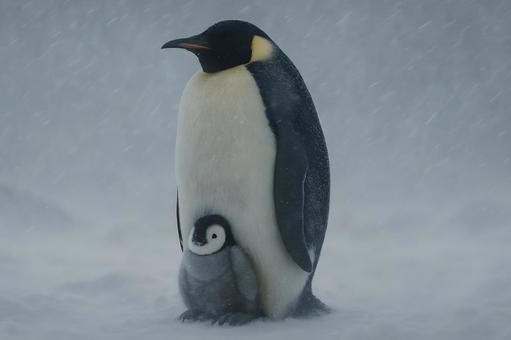 雪原のコウテイ親子 雪原のコウテイ親子の写真