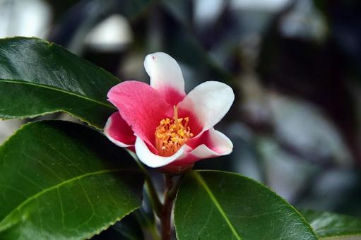 開花した胡蝶侘助 胡蝶侘助,ツバキ,椿の写真素材