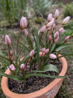Tulip buds, JPG Tulip buds, JPG