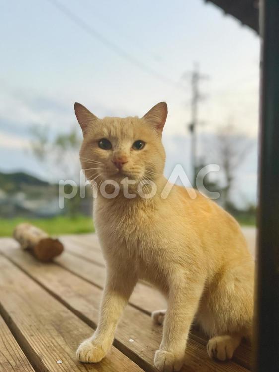 縁側の美しい野良猫(茶トラオス) 田舎,田舎暮らし,日常の写真素材