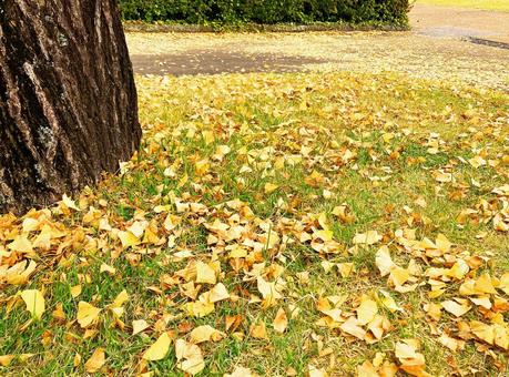 公園にて　落葉したイチョウ イチョウ,イチョウの木,木の写真素材