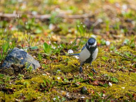 地面を歩くシジュウカラ 地面を歩くシジュウカラの写真