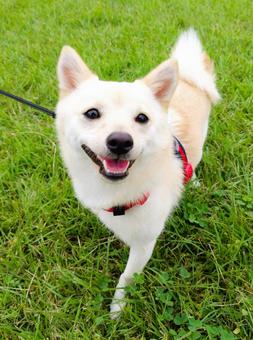 ポメ柴4 ポメ柴4 柴犬,ポメラニアン,ミックス犬の写真素材
