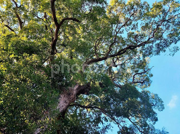 樹齢600年の木洩れ日 大樹,楠,大楠の写真素材