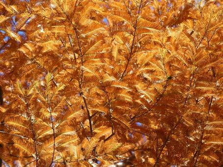 オレンジに染まったメタセコイアの紅葉① 紅葉,メタセコイア,葉の写真素材