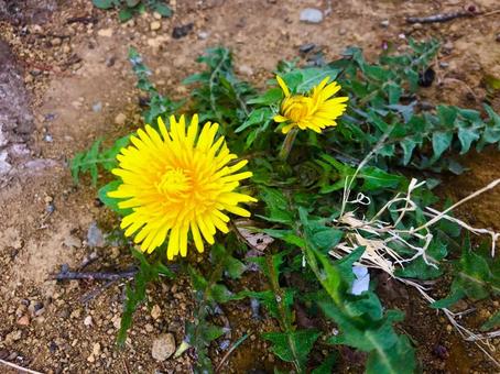 タンポポの写真