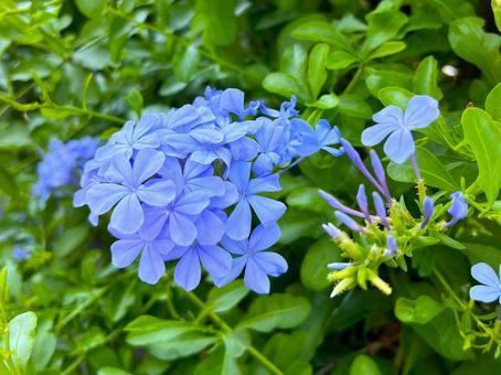 ルリマツリ ルリマツリ ルリマツリ,花,ブルーの写真素材
