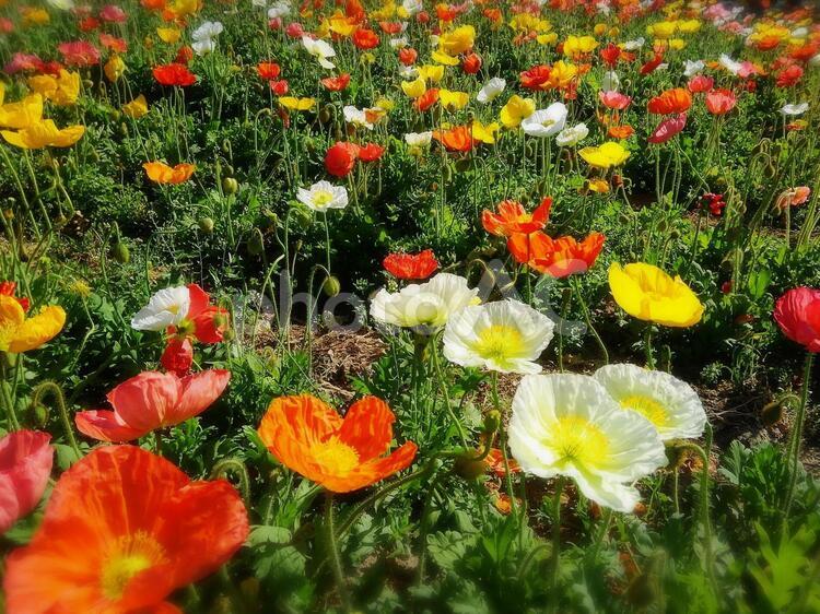 ポピーの花畑 フィールド,ポピー,何人もありませんの写真素材