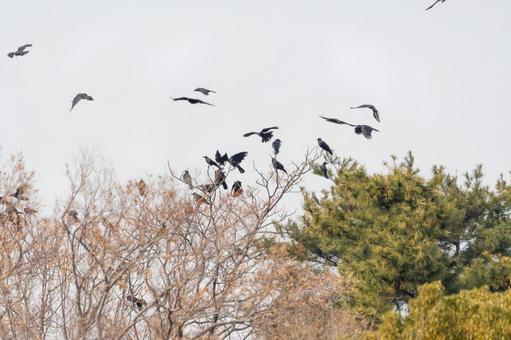 木立に集まるカラスの群れ 木立に集まるカラスの群れの写真