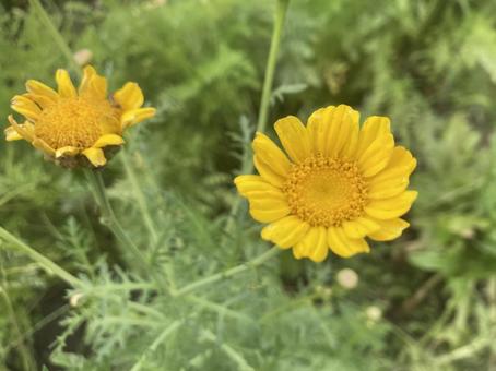 黄色い花 黄色い花の写真