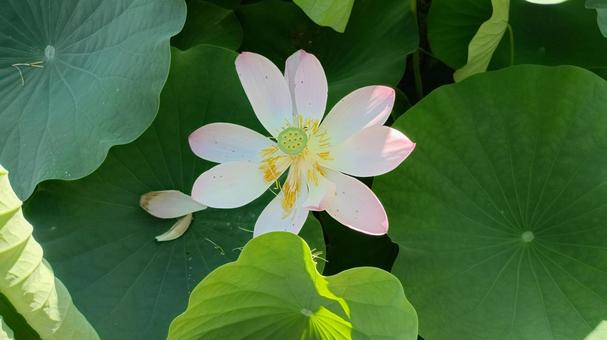 Photo, lotus, two thousand years lotus, ancient, 