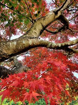 赤く染まったもみじ もみじ,秋,風景の写真素材