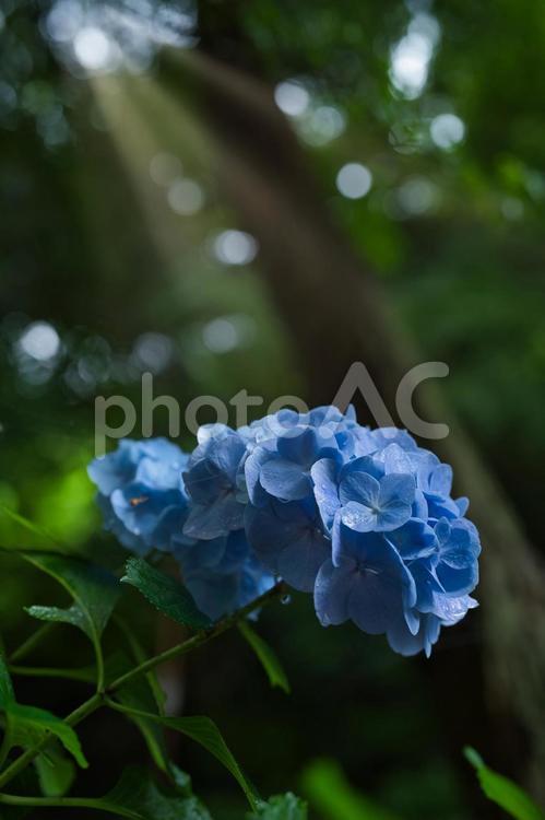 雨上がりで雫に濡れた紫陽花 紫陽花,梅雨,雨の写真素材