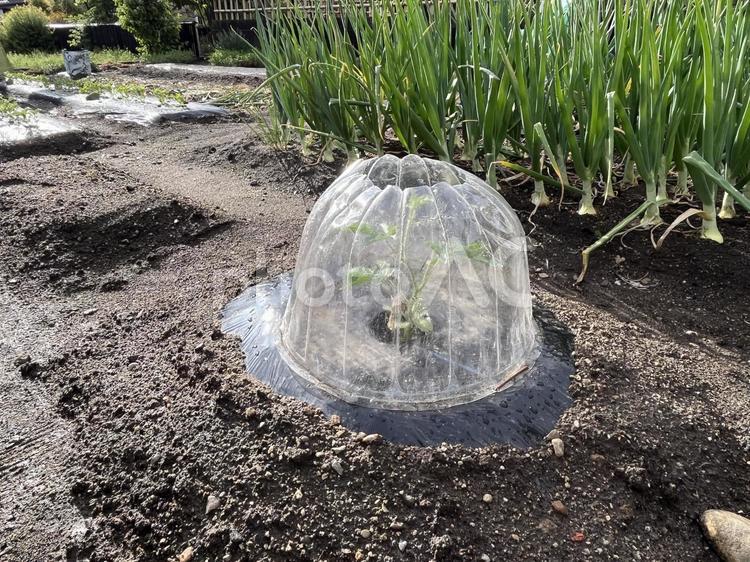 防寒　防虫対策をした畑 防寒対策,防虫対策,カバーの写真素材