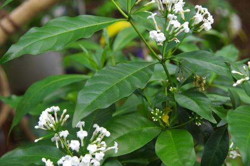 ホウライアオキ ホウライアオキ,蓬莱青木,蘿芙木の写真素材