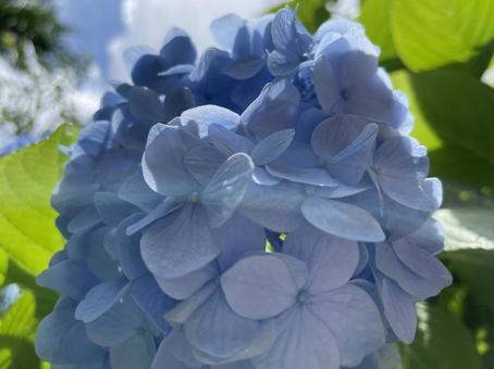 紫陽花 紫陽花 紫陽花,自然,梅雨の写真素材