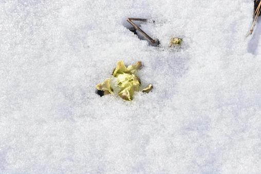 雪の中のフキノトウ 雪の中のフキノトウの写真
