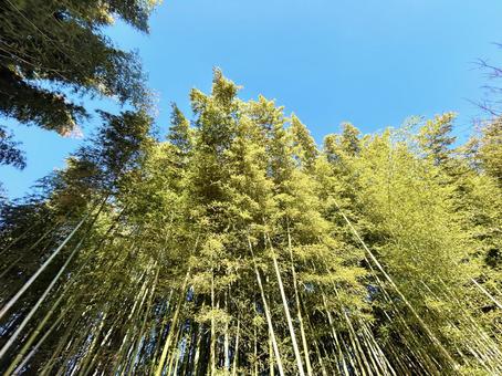 Sunny bamboo forest and blue sky, JPG