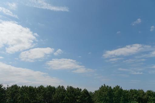 青空と森林 青空と森林の写真