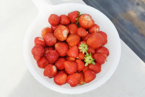 いちご狩り いちご狩り 苺,いちご狩り,フルーツ狩りの写真素材