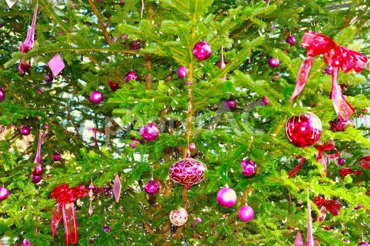 クリスマスの飾り付け 木,葉,緑の写真素材