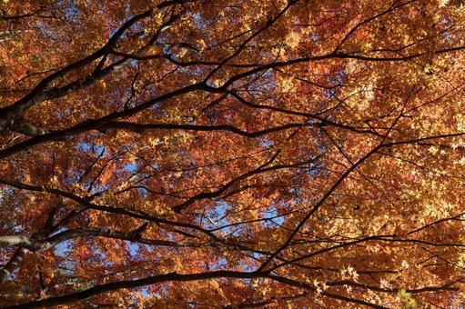 楓の風景　1 紅葉,秋,楓の写真素材