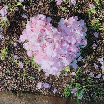 桜ハート 桜ハートの写真