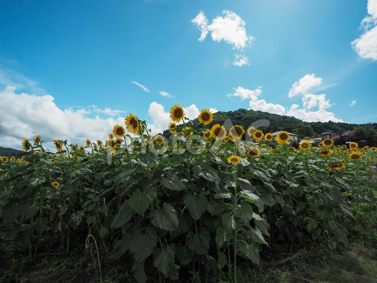 青空とひまわり畑 ひまわり,向日葵,ヒマワリの写真素材