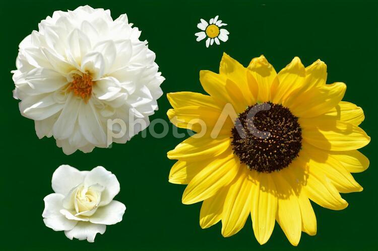 背景緑　夏の花の切り取り写真素材２ 切り取り,緑背景,グリーンバックの写真素材