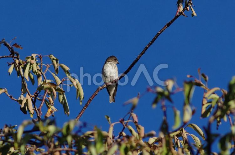 エゾビタキ５ 鳥,野鳥,野山の鳥の写真素材