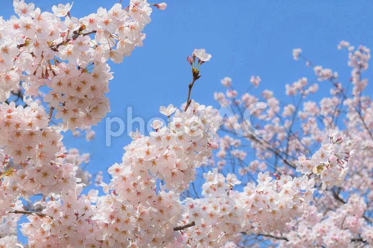 満開の桜と青空、春の花、染井吉野 桜,さくら,サクラの写真素材