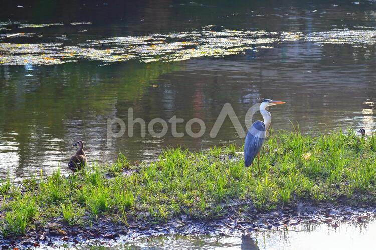 水門川とアオサギ（岐阜県大垣市） アオサギ,鳥,水鳥の写真素材