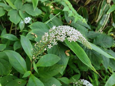 オカトラノオ オカトラノオ オカトラノオ,花,白色の写真素材