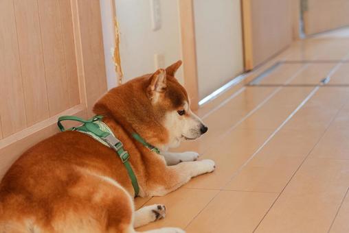 まったりくつろぐ柴犬 まったりくつろぐ柴犬の写真