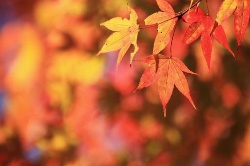 色づく紅葉 色づく紅葉の写真
