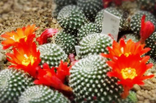 サボテンの花 サボテンの花の写真