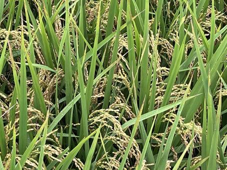 Photo, ear rice, rice, meter, 