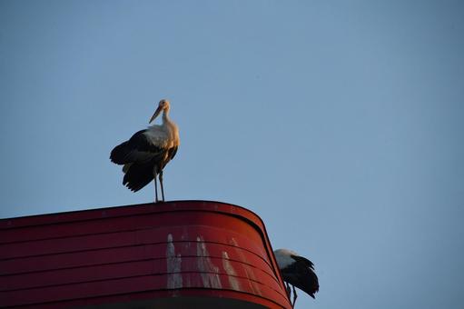 コウノトリ10 コウノトリ10の写真