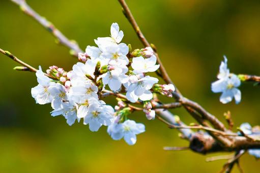桜 桜,さくら,サクラの写真素材