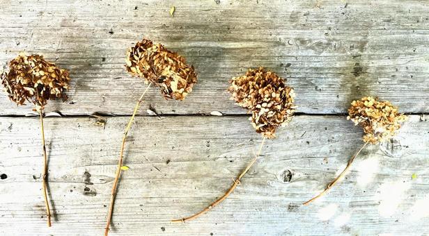 アジサイの花がら アジサイ,紫陽花,花がらの写真素材