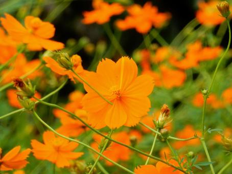 【花の写真】コスモス（秋桜） コスモス,秋桜,自然の写真素材