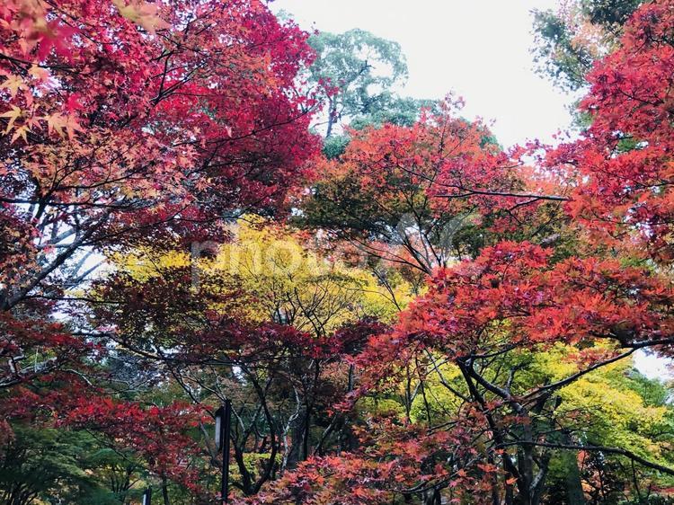 秋風に揺れるもみじ 秋,もみじ,紅葉の写真素材