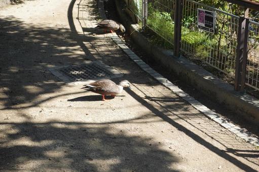 かも かも かも,鴨,鳥の写真素材