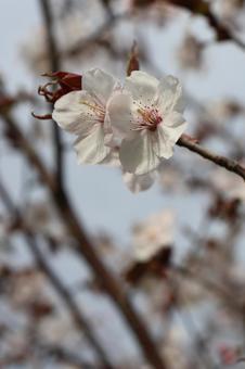 Sakura, JPG Sakura, JPG